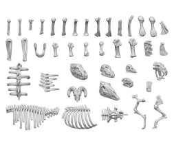 3D Printed Animal Bones – 3D-Tierknochen und Schädel (52 Stück)