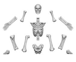 3D Printed Human Skeletons – 3D-gedruckte menschliche Skelette (4 Stück)