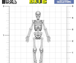 3D Printed Human Skeletons – 3D-gedruckte menschliche Skelette (4 Stück)